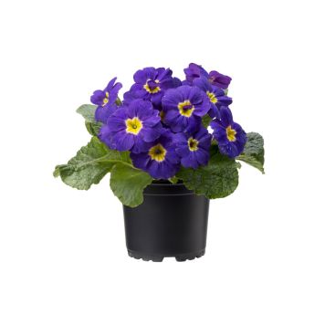 PRIMULA VULGARIS MIX