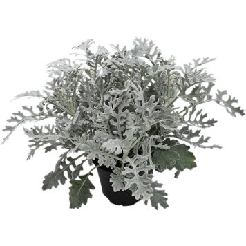 SØLVKRANS 'SILVERDUST' 12CM