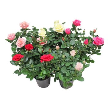 POTTEROSE MIX 12CM