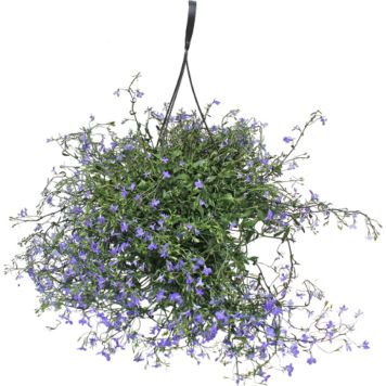 AMPELPLANTE LOBELIA 25 CM