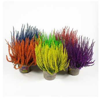 LYNG FARGET I POTTE 11CM