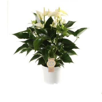 FLAMINGOBLOMST 'WHITE CHAMPION' 14 CM