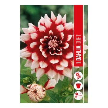VÅRLØK DAHLIA DUET