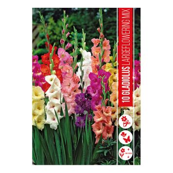 VARLØK GLADIOLUSMIX 10 STK