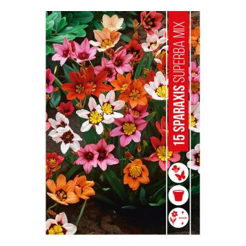 SOMMER SPRAXIS MIX 15 STK