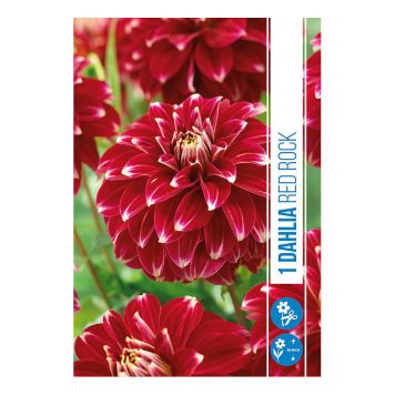 VARLØK DHALIA RED ROCK 1ST