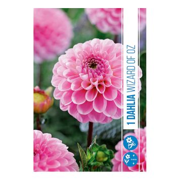 VÅRLØK DHALIA WIZARD OF OZ 1ST