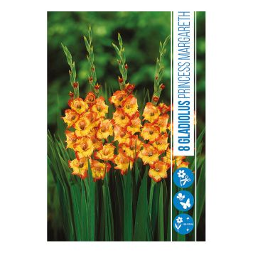 VÅRLØK GLADIOLUS PRINCESS MARGARETH 8STK