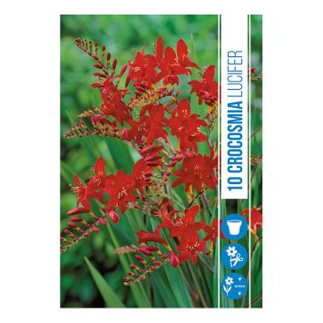 VÅRLØK MONTBRETIA CROCOSMIA LUCIFER 10STK