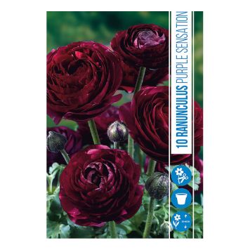 VÅRLØK RANUNCULUC PURPLE SENSATION 10STK