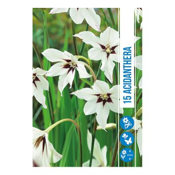 VÅRLØK ACIDANTHERA 15ST