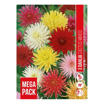 VÅRLØK DAHLIA CACTUS MIX 3STK