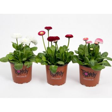 TUSENFRYD BELLIS Ø11CM