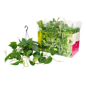 PHILEDENDRON SCANDEN AMPEL 15CM