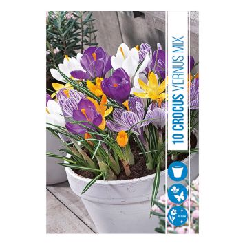 HØSTLØK KROKUS VERNUS BLANDEDE