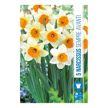 HØSTLØK PÅSKELILJE SEMPER AVANTI 5STK