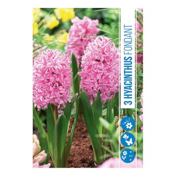 HØSTLØK HYACINTHUS FONDANT 3 STK