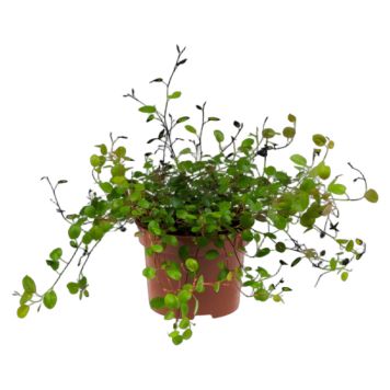 PLETTER I LUFTEN MUHLENBECHIA COMPLEXA 11 CM