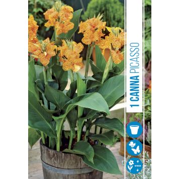 BLOMSTERFRØ CANNA PICASSO PRO GARDEN!