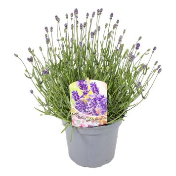 LAVENDEL ANGUSTIFOLIA P17