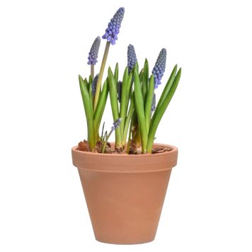 PERLEBLOMST MUSCARI