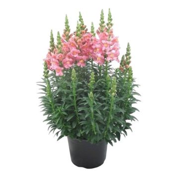 LØVEMUNN ANTIRRHINUM MAJUS KRUKKE Ø19 CM