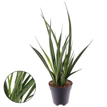 SANSEVIERIA KIRKII 12CM