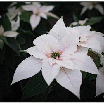 JULESTJERNE PRINSETTIA PEARL 12CM