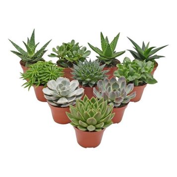 SUKKULENT MIX 11CM