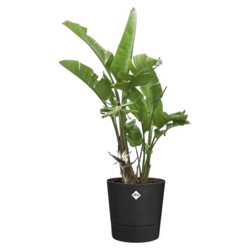 KRUKKE ELHO FOSS RUND Ø43CM SVART