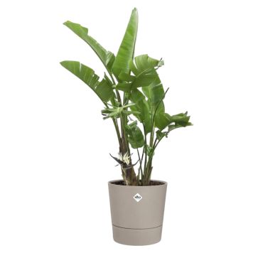 KRUKKE ELHO FOSS RUND Ø25CM BEIGE