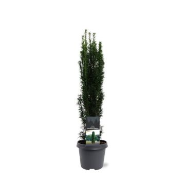 PLANTE NORMAL BARLIND TAXUS BACC. FASTIGIA 23 CM