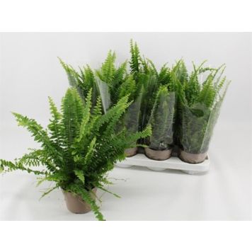 BREGNE ULIKE VARIANTER 12CM