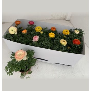 PLANTE BAUHAUS RANUNKEL ULIKE FARGER 10,5CM