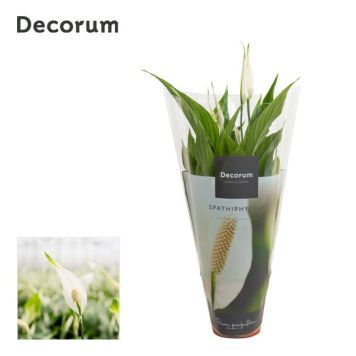 FREDSLILJE SPATHIPHYLLUM 13CM