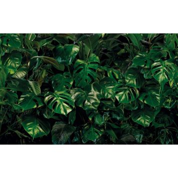 FOTOTAPET KOMAR TROPISKT 400X250CM                      