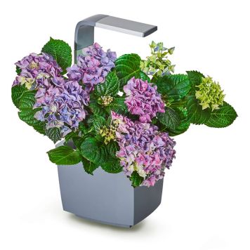 URTEHAGE TREGREN T3 KITCHEN GARDEN GRÅ