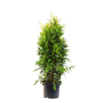 THUJA SMARAGD 80-100 CM POTTE