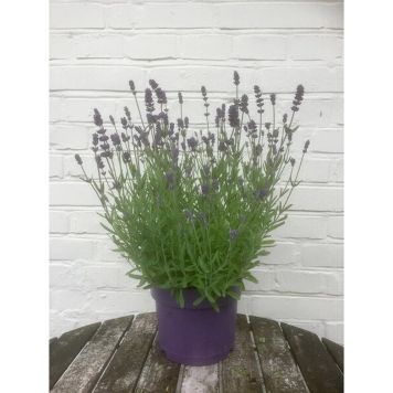 LAVENDEL HIDCOTE 17 CM