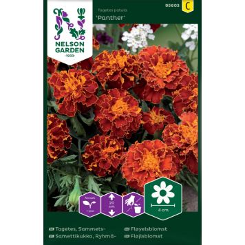 BLOMSTERFRØ NELSON GARDEN FLØYELSBLOMST PANTHER 