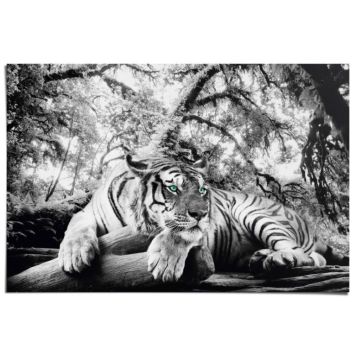 PLAKAT REINDERS SVART HVIT TIGER 61x91,5CM 010