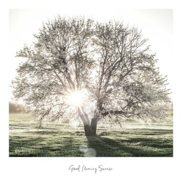 INNREDNINGSBILDE REINDERS SUNBEAM TREE SLIM FRAME WOOD 50X50CM