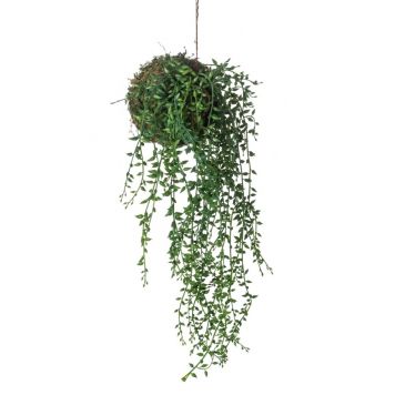 SENECIO EMERALD 10 CM