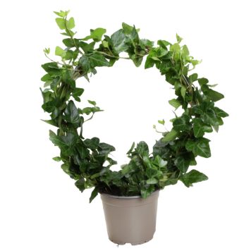 EFØY PÅ BØYLE POTTE 12CM