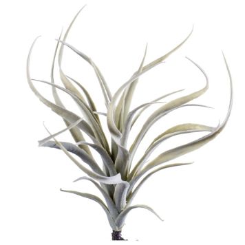 LUFTPLANTE EMERALD TILLANDSIA STRICTA 24 CM GRÅ