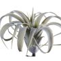 LUFTPLANTE EMERALD KUNSTIG TILLANDSIA CITES 15 CM GRÅ