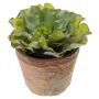 KUNSTIG PLANTE EMERALD ECHEVERIA 14CM GRÅ/GRØNN I POTTE 11CM