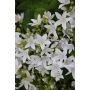 BLOMSTER MURKLOKKE 10,5 CM GRØNN