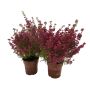 LYNG ERICA GRACILIS 16-19 CM