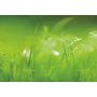FOTOTAPET KOMAR GREEN 368X254CM